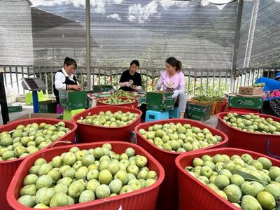 汶川縣返鄉(xiāng)創(chuàng)業(yè)青年助力農(nóng)產(chǎn)品搭上直播銷售“快車”