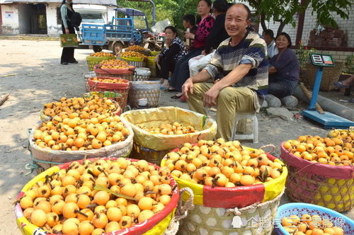 川南區(qū)域最大枇杷產(chǎn)業(yè)基地迎收
