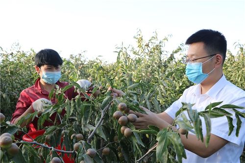 消費幫扶新疆和田蓄動能,北京大興助農增收見實效