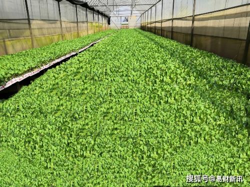 世農肥業 打造有機農業產業閉環,捍衛 舌尖安全