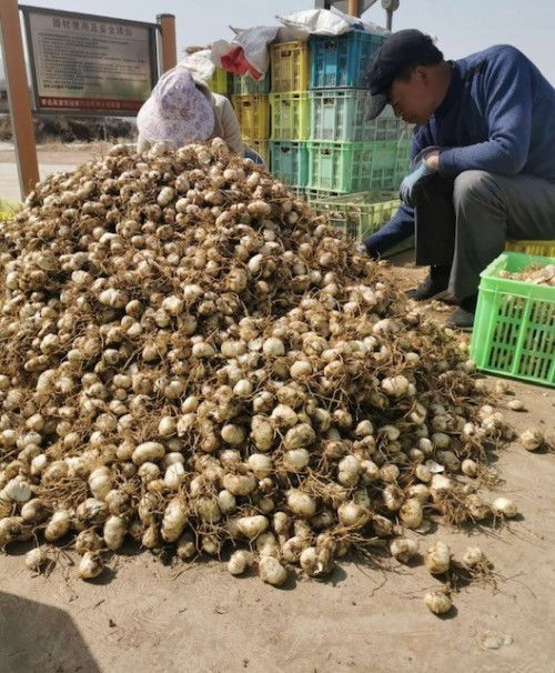 全國百萬阿姨 寶媽精準推送 京東社群電商創造 花牛蘋果 銷售奇跡
