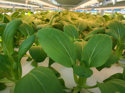 百源康魚菜高 新冠疫情給中國農業帶來的8點影響