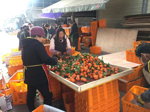 商戶備足貨源迎新春,西南.新農副產品交易中心邀您留 瀘 過年