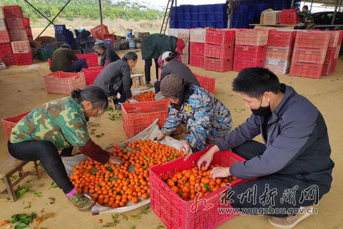 零陵 電商軍團 助力農副產品走出深山