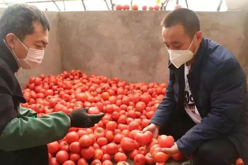 民生 近一周可收獲產(chǎn)量210噸蔬菜,榆陽區(qū)保障果蔬供應 群眾放心購買