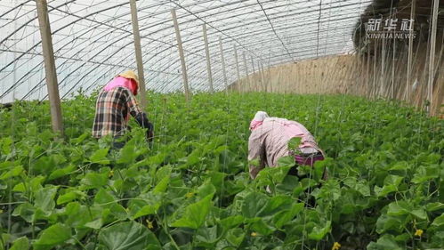 高原大棚春日收獲忙