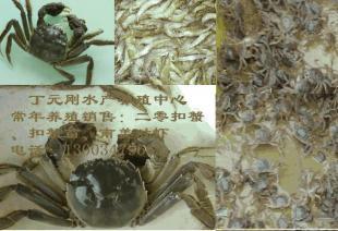 供應二零扣蟹 扣蟹苗 南美對蝦_農副產品_世界工廠網中國產品信息庫