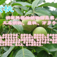  龍鑫農副產品銷售公司 主營 板栗 核桃 柿餅