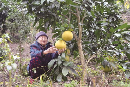 開州 舊貌換新顏,幸福滿心田